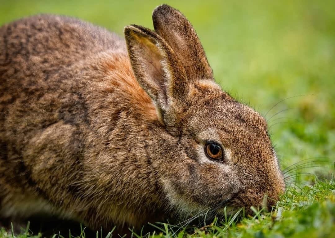 Vignette 3 : LAPIN