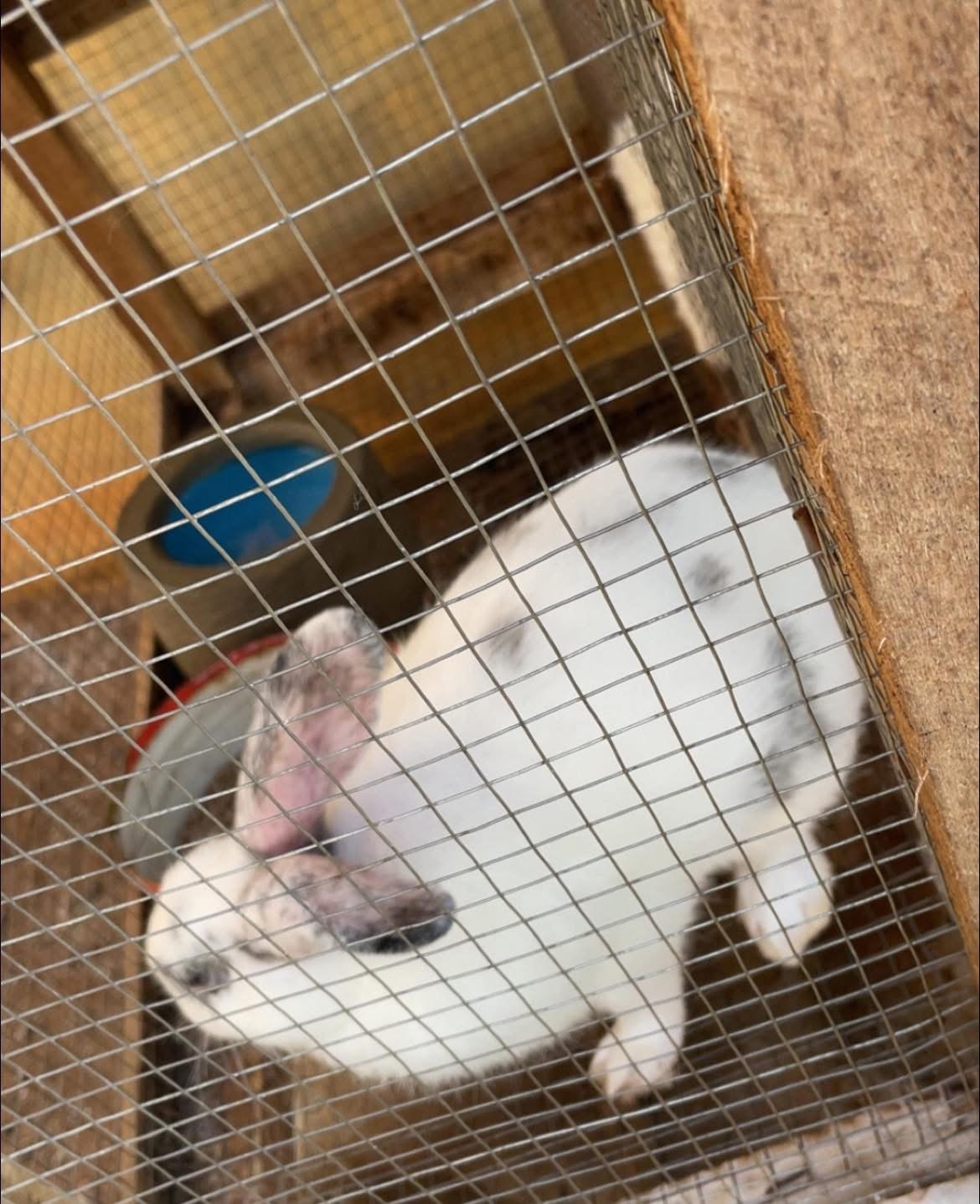 Vignette 2 : LAPIN