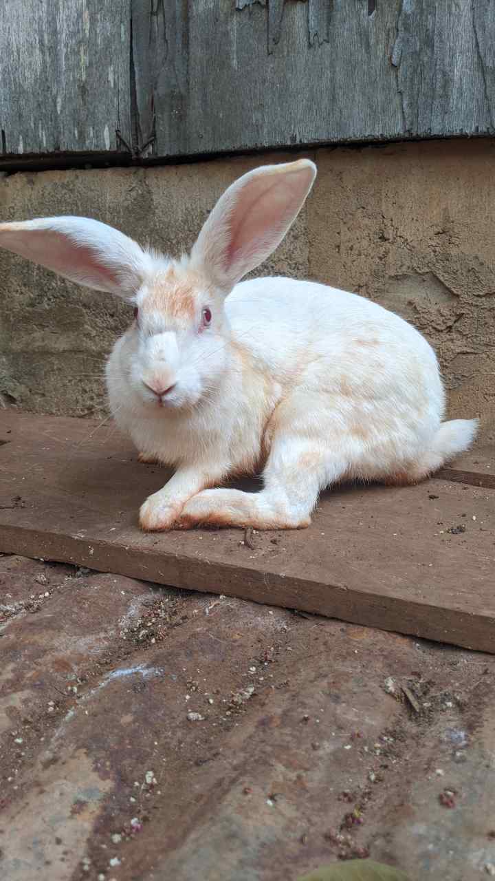 Vignette 3 : Lapins avec tâches brunes à vendre à Légbassito
